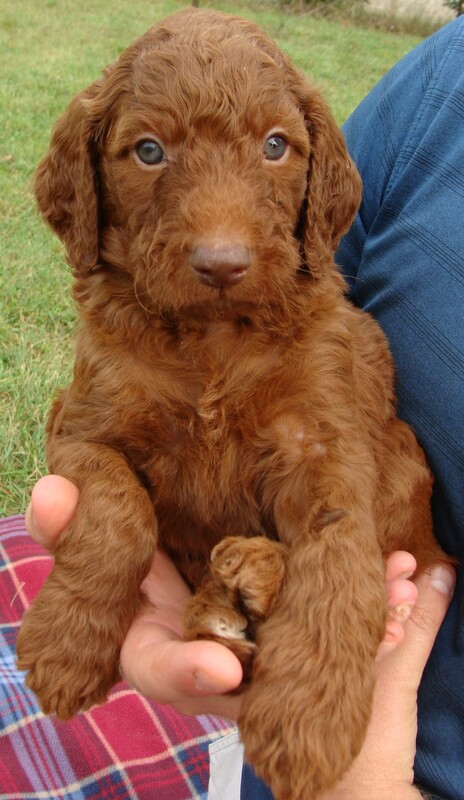 Goldendoodle pink deals nose